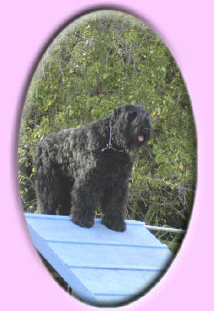 Jovi on the A Frame